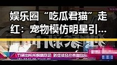 娱乐圈“吃瓜君猫”走红：宠物模仿明星引发热议